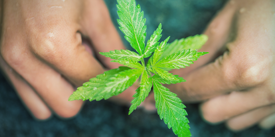 Wie Man Cannabisklone Bewässert WIE MAN CANNABISKLONE BEWÄSSERT