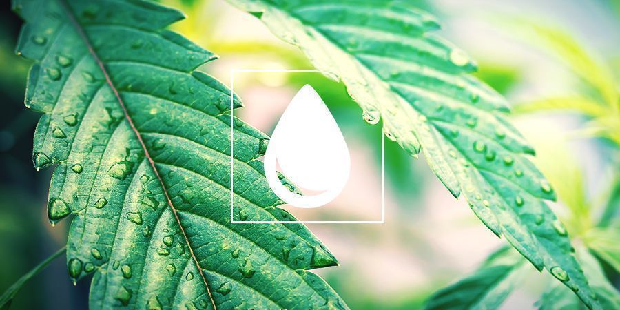 Anbauratgeber: Wie Man Cannabispflanzen Bewässert