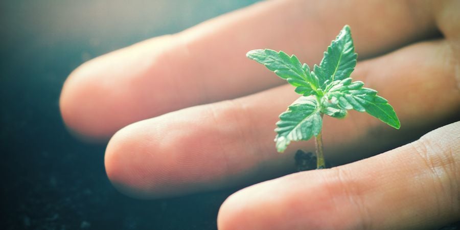 Die Positiven Wirkungen Von CO₂ Auf Cannabispflanzen