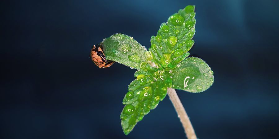 Wann Du CO₂ Für Deine Pflanzen Nutzen Solltest