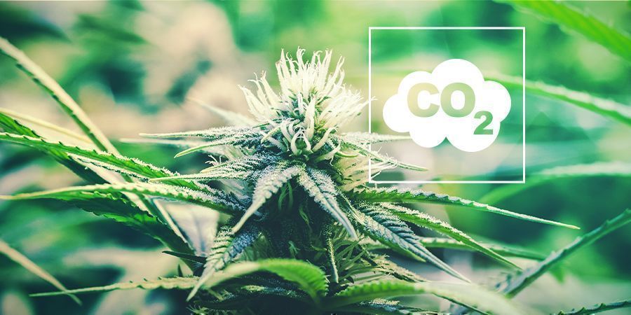 CO₂ Und Cannabis