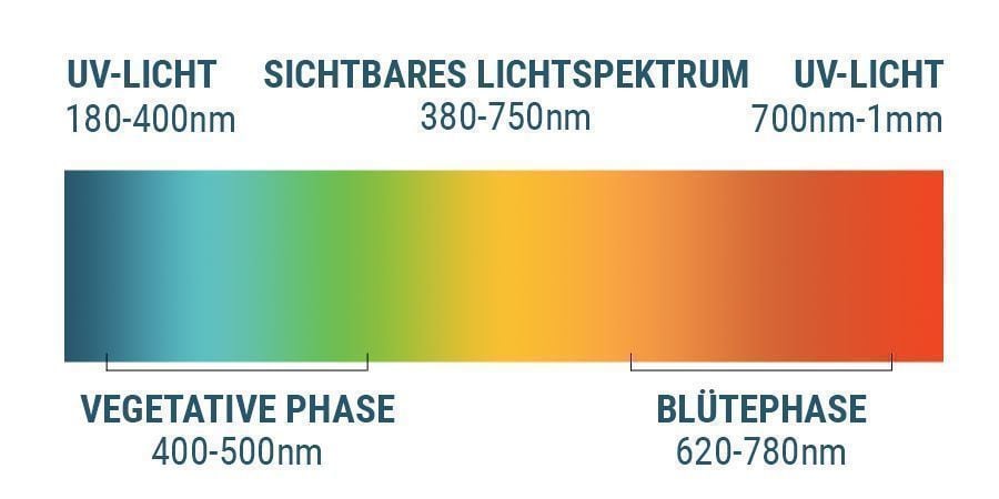 Das Lichtspektrum Und Cannabis