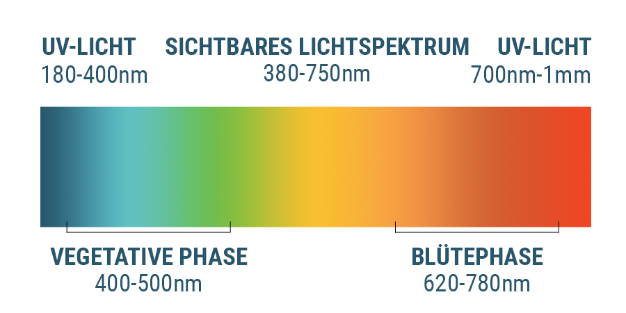 Das Lichtspektrum Und Cannabis Das Lichtspektrum Und Cannabis