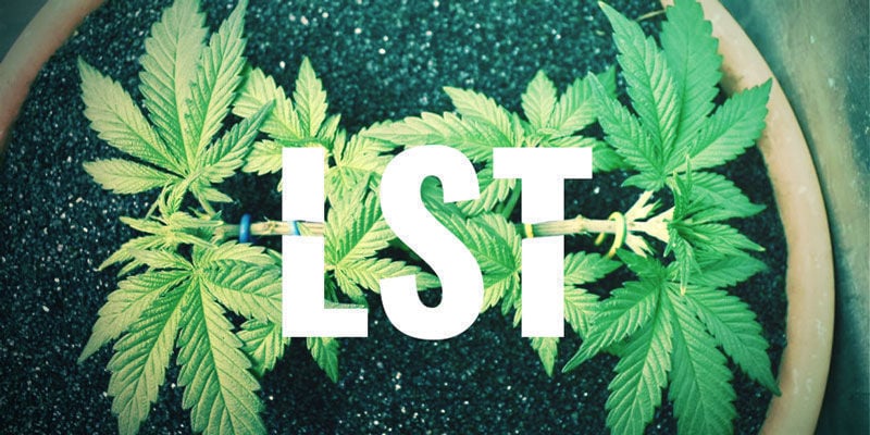 LST – LOW STRESS TRAINING