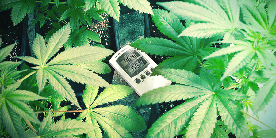 Optimale Temperaturbereich Um Marihuana Anzubauen Optimale Temperaturbereich Um Marihuana Anzubauen