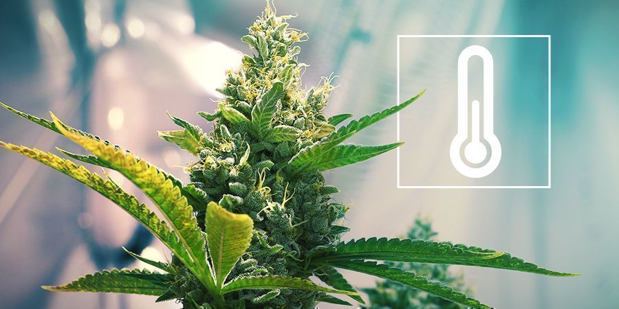 Temperatur Im Cannabisanbauraum