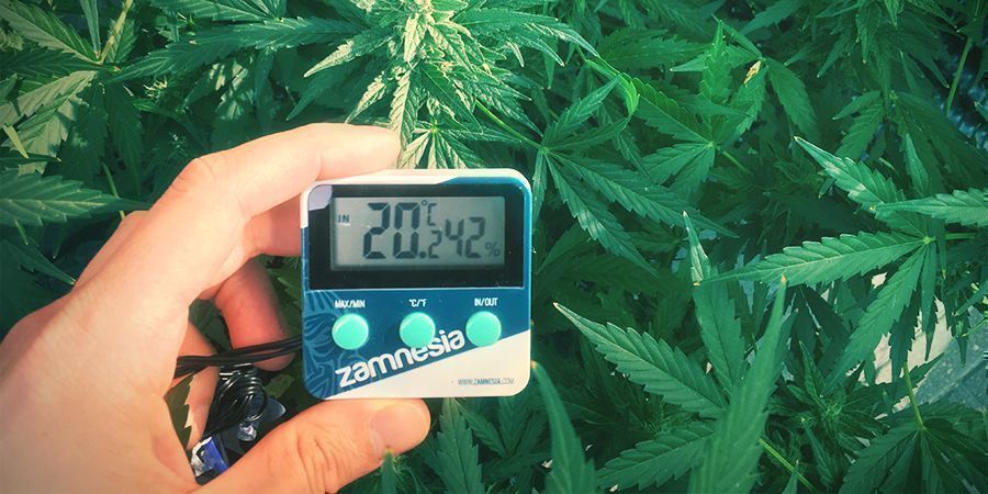 Optimale Temperaturbereich Um Marihuana Anzubauen