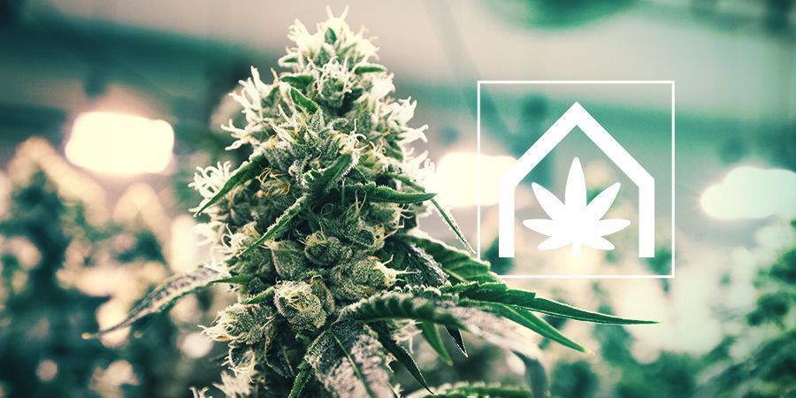 Cannabisanbau Im Grow Room