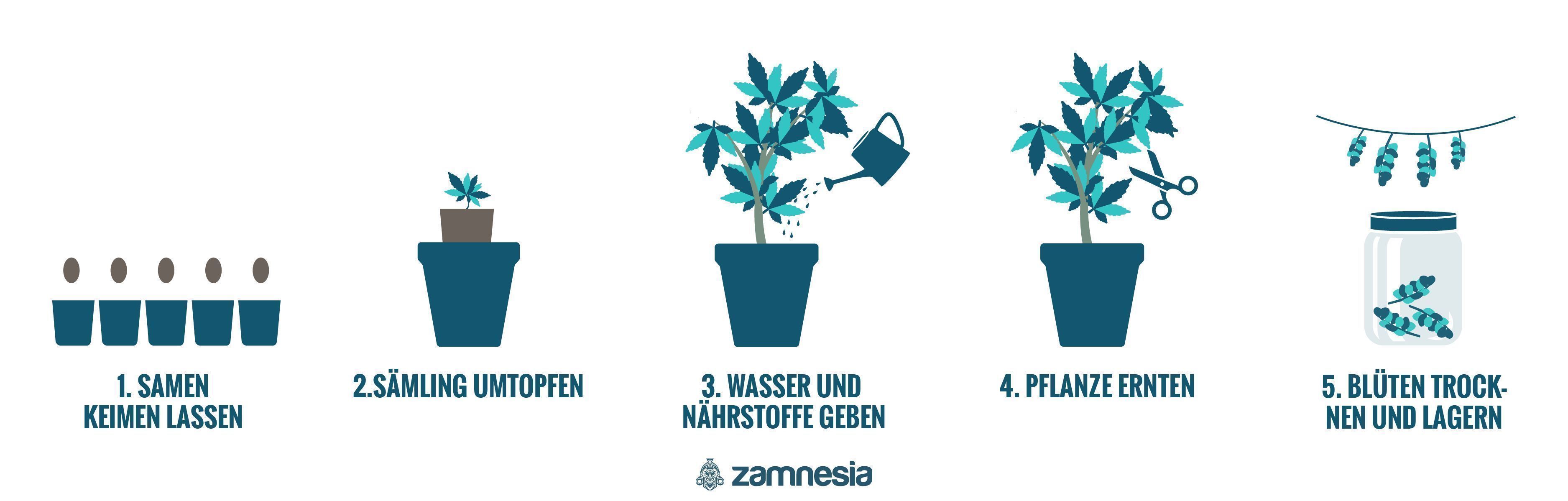 Cannabisanbau im Freien