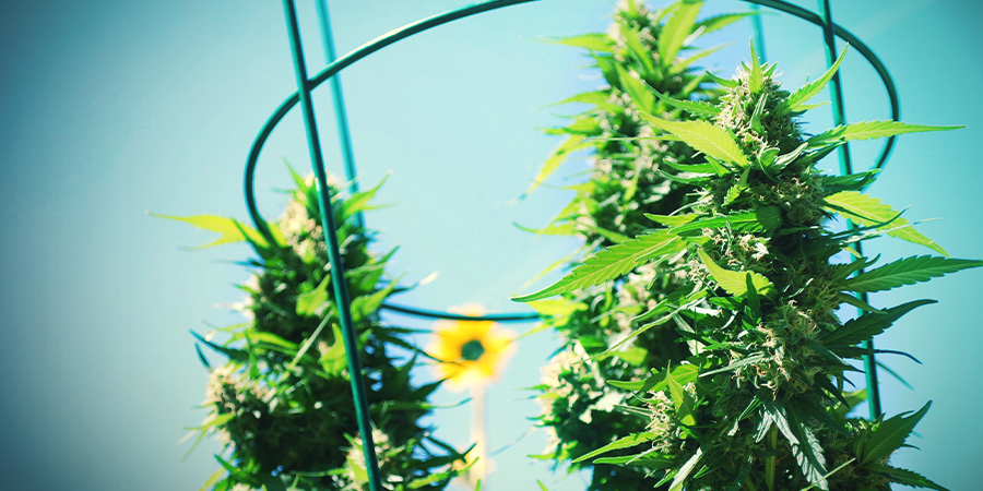 Wie Sieht Es Mit Autoflowering Pflanzen Aus