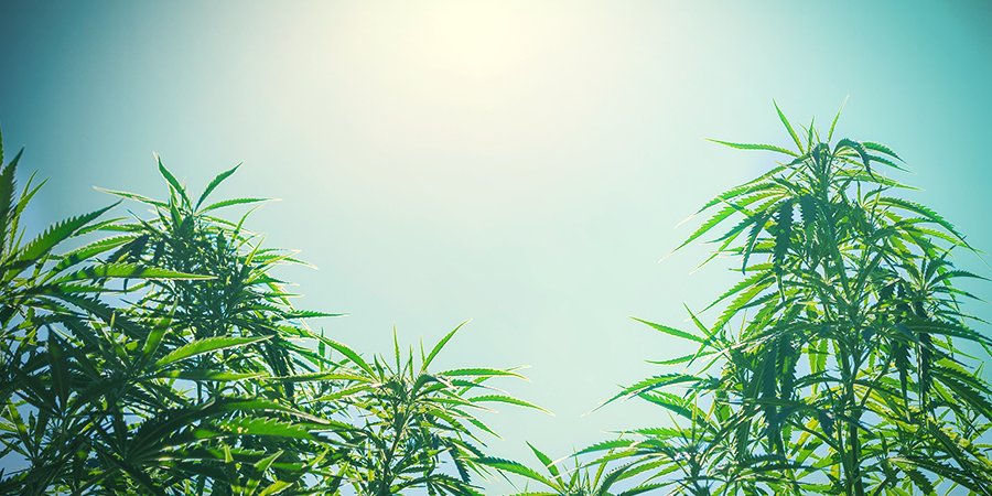 Größe Der Pflanzen (Cannabis) Größe Der Pflanzen (Cannabis)