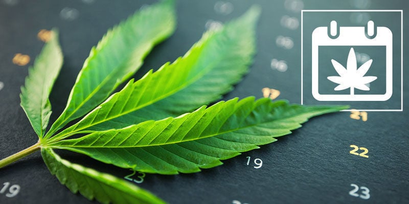 Zamnesias Kalender Für Den Cannabisanbau Im Freien