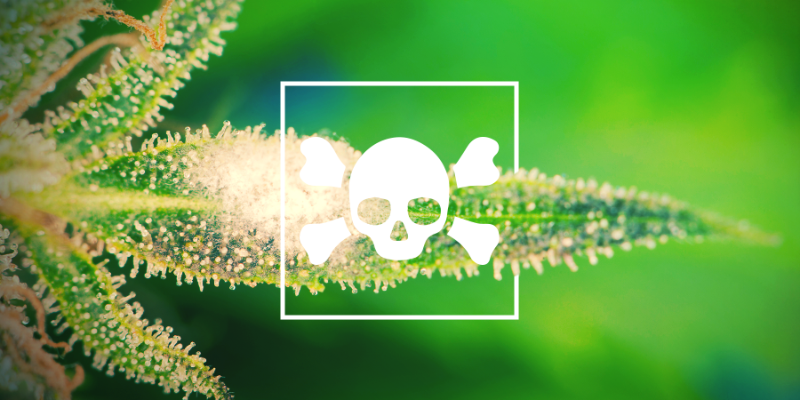 Wie Man Kranke Cannabispflanzen Erkennt Wie Man Kranke Cannabispflanzen Erkennt