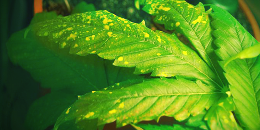 Was Ist Blattseptoria? WAS IST BLATTSEPTORIA?