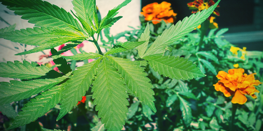 Ringelblume: Grossartig Als Begleitpflanze Für Cannabis RINGELBLUME: GROSSARTIG ALS BEGLEITPFLANZE FÜR CANNABIS