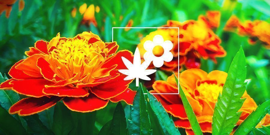 Cannabis Beipflanzung: Ringelblume