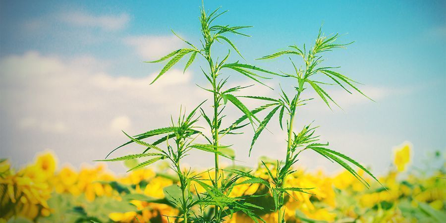 DIE BESTEN BEGLEITPFLANZEN FÜR CANNABIS