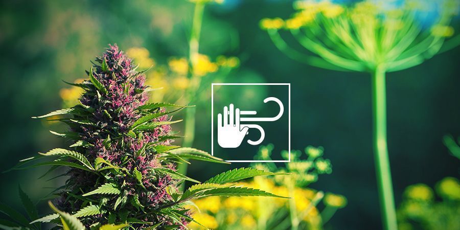 SCHÜTZT CANNABIS VOR WIND UND WETTER