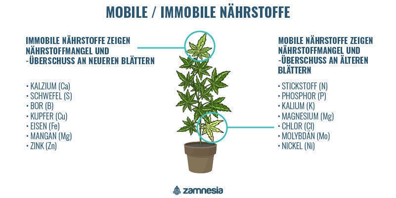 Mobile vs. unbewegliche Pflanzennährstoffe