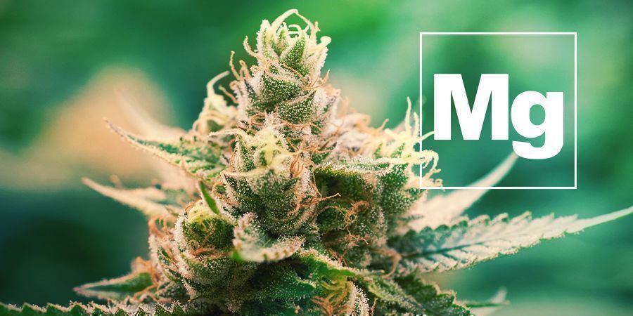 Magnesium Und Cannabis Pflanzen