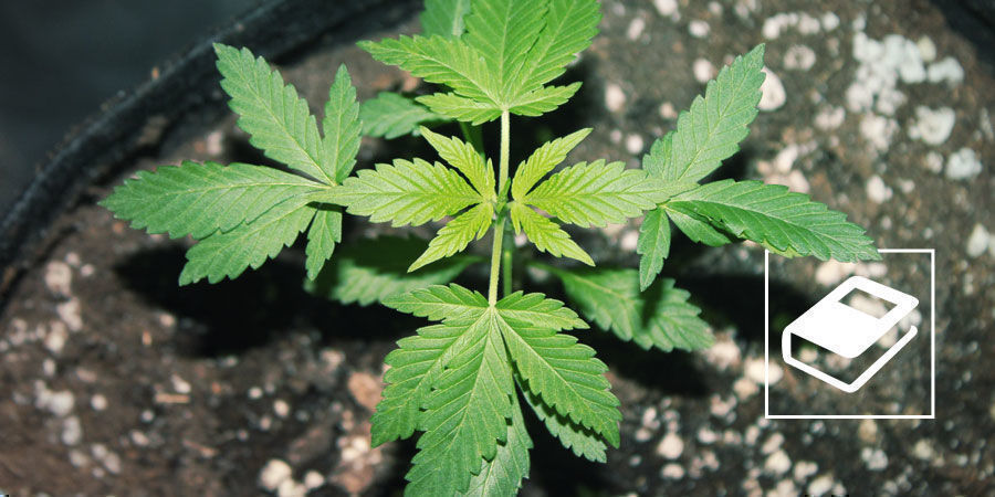 Ein Einfacher Leitfaden Zu Den NPK-Düngerverhältnissen Für Cannabis