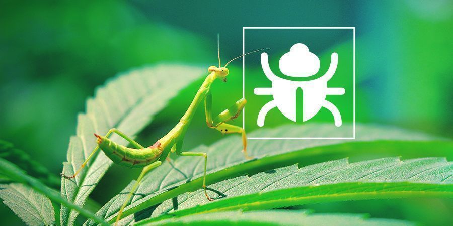 Nervige Käfer und Insekten 