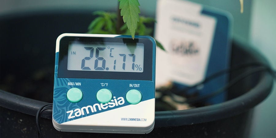 Wie man Wurzelfäule bei Cannabispflanzen verhindert