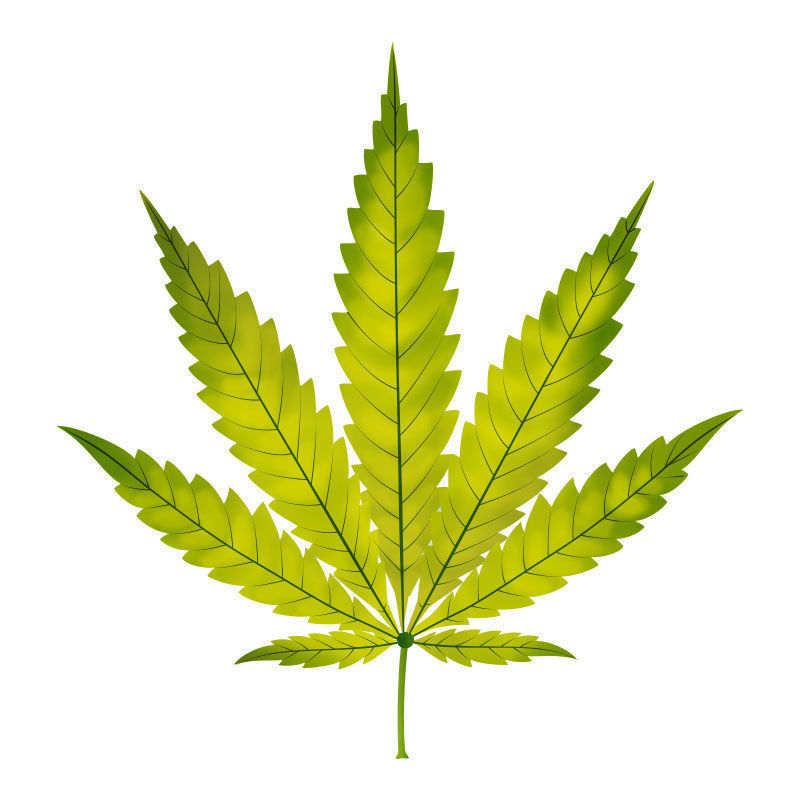 Stickstoffmangel Bei Cannabispflanzen: Fortschreiten des Stickstoffmangels