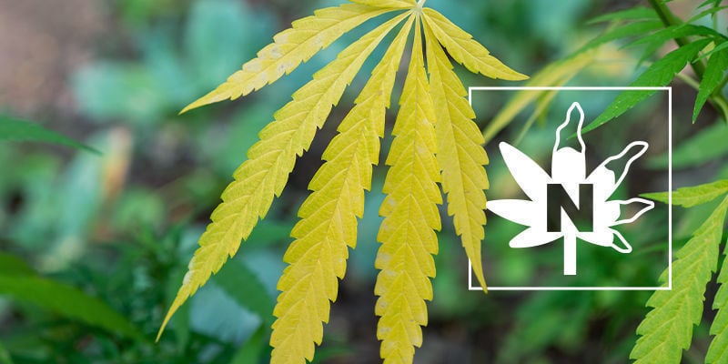 Stickstoffmangel Bei Cannabispflanzen