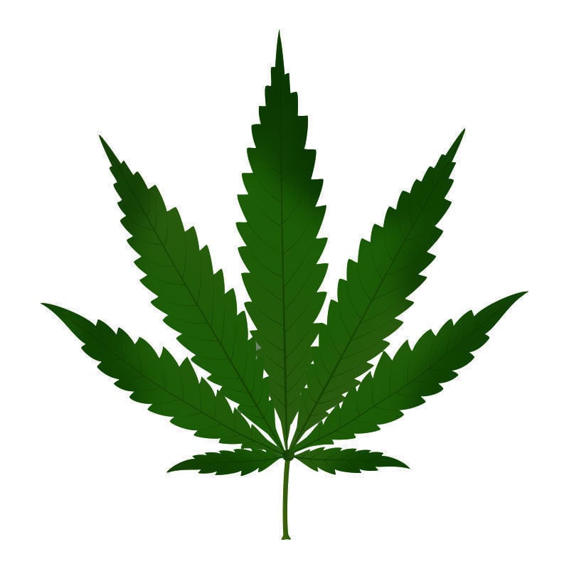 Stickstofftoxizität Bei Cannabispflanzen: Beginn der Stickstofftoxizität