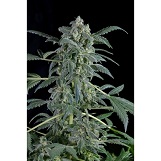 Dinafem Original Amnesia Original Amnesia