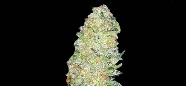 Mota Khan Afghana Mota Khan Afghana