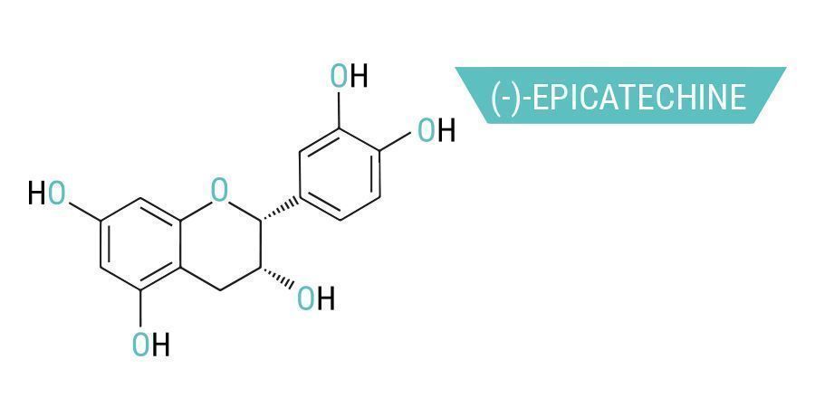 Die vielen chemischen Verbindungen in Kratom: (-)-Epicatechin