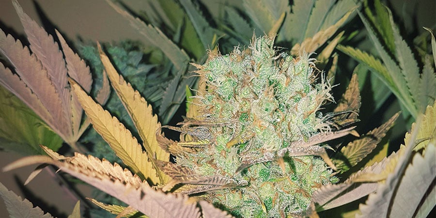 Karamelo aka Kreamy Karamel (kannabia)