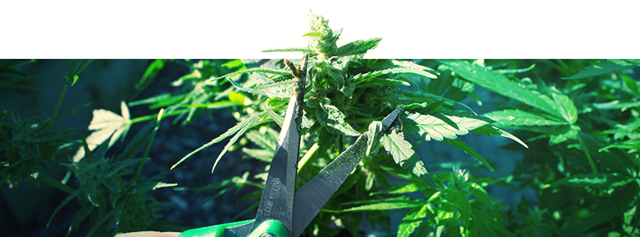 Cannabis - Informationen Zu Produkten Für Nach Der Ernte