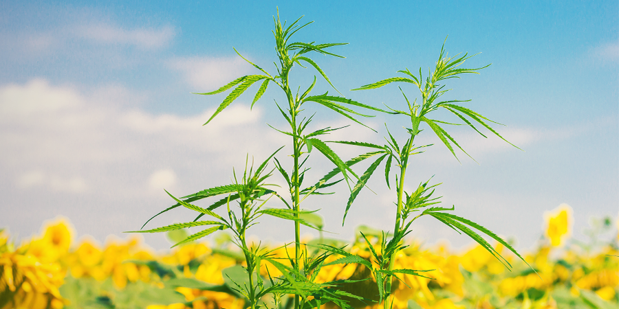 Was Sind Begleitpflanzen Für Cannabis?