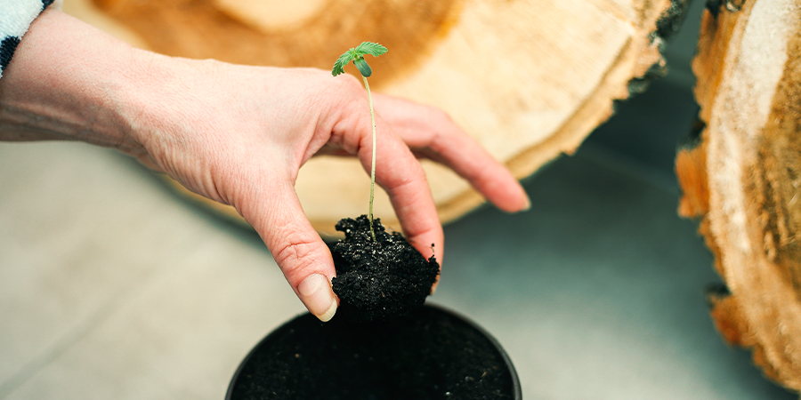 Umpflanzen Nach Der Keimung Der Samen - CANNABIS