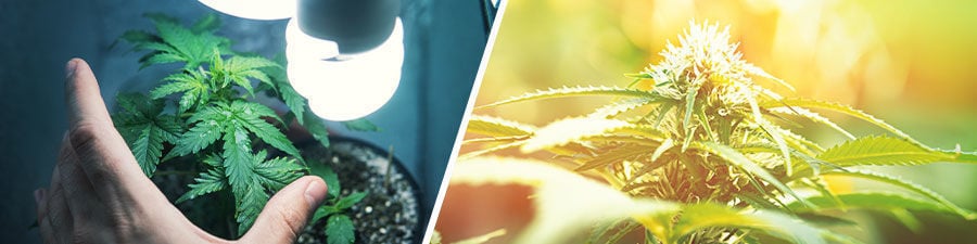 Cannabis Samen, Mehr als 3000 Sorten!
