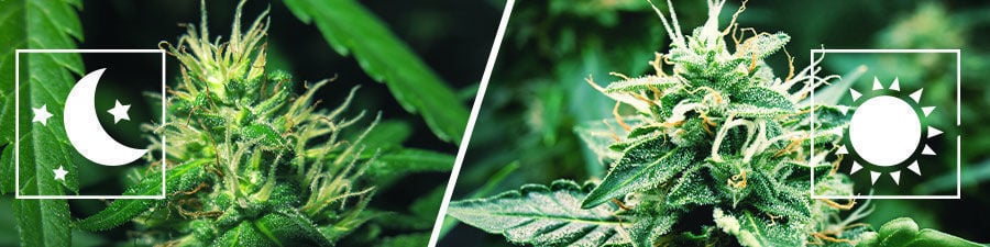 Cannabis Samen Hanfsamen Marihuana Samen Cannabis Saatgut Auf Der Hand Zum  Anpflanzen. Thc Cbd Stockfoto - Bild von frisch, grün: 249927180