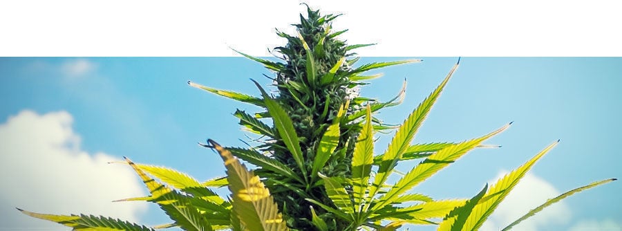 Feminisierte Cannabissamen