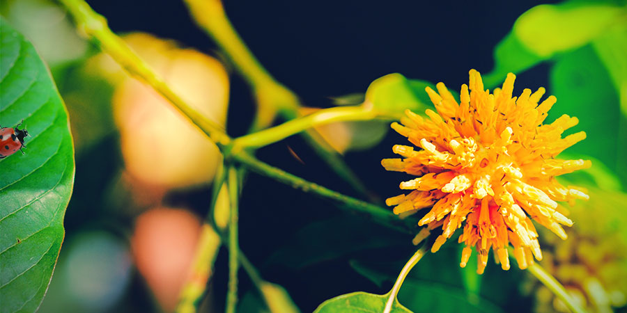 WAS IST KRATOM?