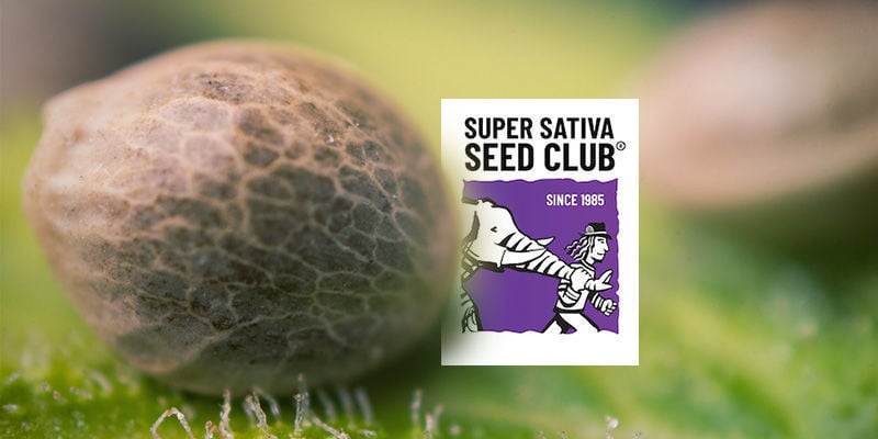 Enthält Der Katalog Des Super Sativa Seed Clubs Ausschließlich Sativa-Sorten?