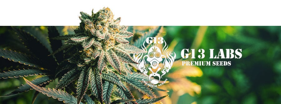 G13 Labs - Cannabissamen