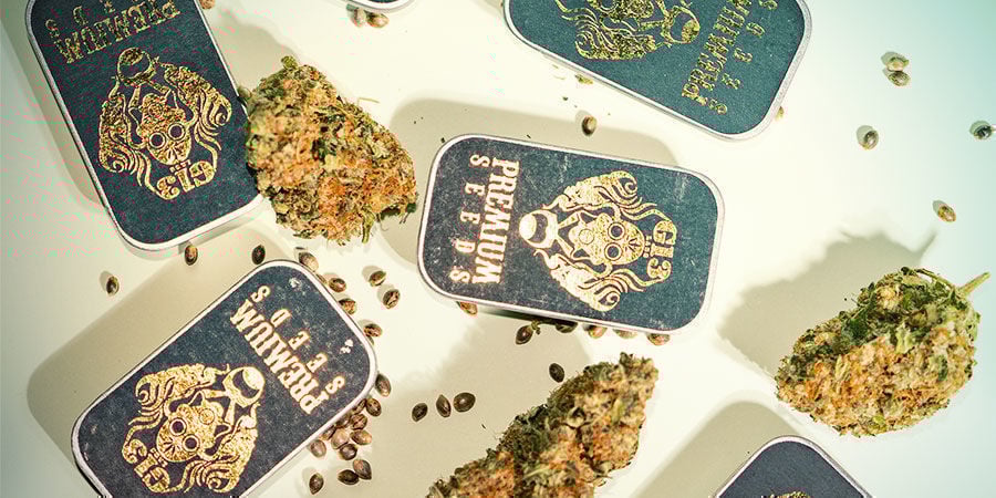 Warum Sollte Man Bei G13 Labs Einkaufen? Warum sollte man bei G13 Labs einkaufen?