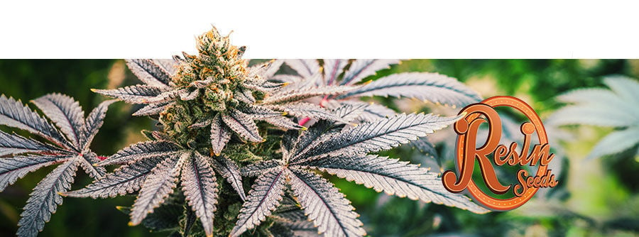 Resin Seeds - Cannabissamen