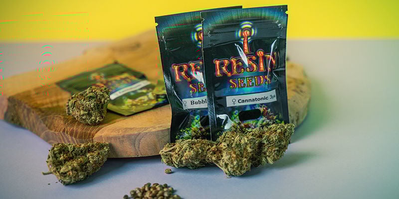Resin Seeds: Nur Feminisierte Cannabissamen Resin Seeds: feminisierte Cannabissamen
