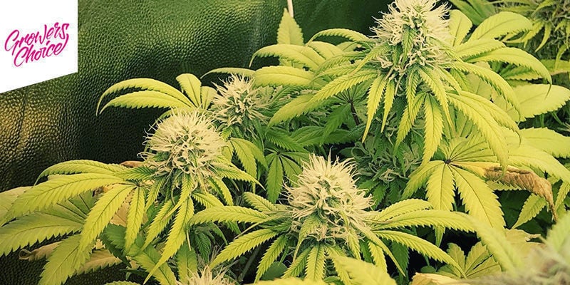 Banana Sherbet - Growers Choice