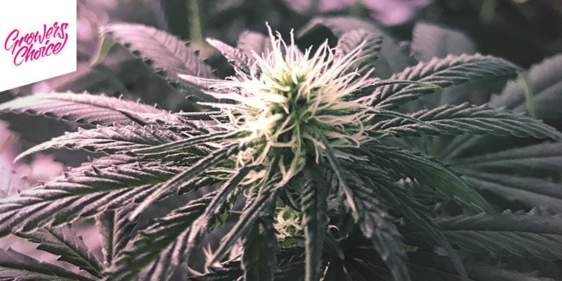 White Fire OG - Growers Choice