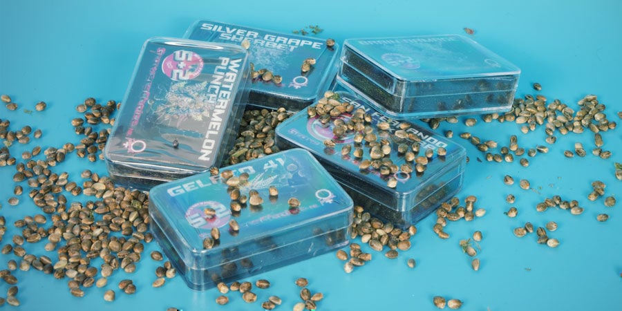 Top 3 Cannabissorten Growers Choice