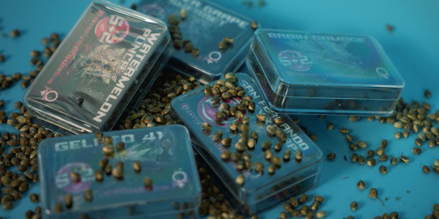 Cannabissamen Growers Choice kaufen